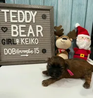 Keiko, a female Bichon Frise and Shih Tzu for sale in New York Mills, MN – Photo 4 of 6