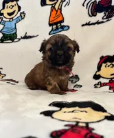 Keiko, a female Bichon Frise and Shih Tzu for sale in New York Mills, MN – Photo 2 of 6