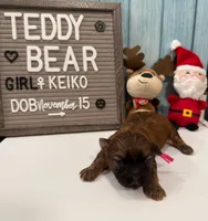 Keiko, a female Bichon Frise and Shih Tzu for sale in New York Mills, MN – Photo 3 of 6