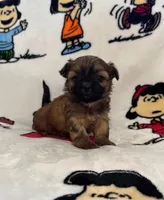 Keiko, a female Bichon Frise and Shih Tzu for sale in New York Mills, MN – Photo 1 of 6