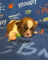 Slater, a male Shih Tzu for sale in New York Mills, MN – Photo 2 of 4