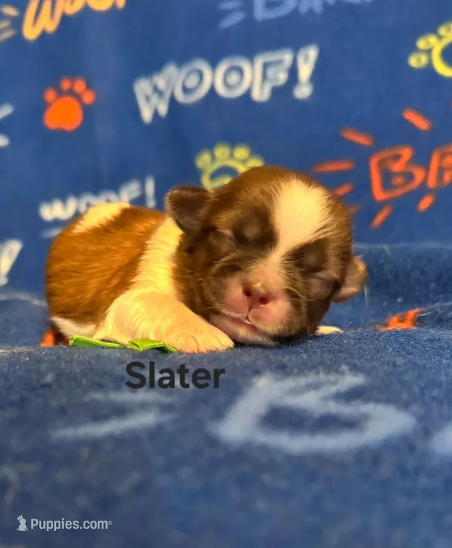 Slater, a male Shih Tzu for sale in New York Mills, MN – Photo 1 of 4