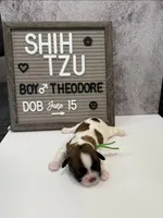 Theodore, a male Shih Tzu for sale in New York Mills, MN – Photo 3 of 7