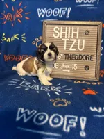 Theodore, a male Shih Tzu for sale in New York Mills, MN – Photo 1 of 7