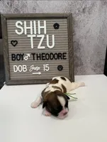 Theodore, a male Shih Tzu for sale in New York Mills, MN – Photo 5 of 7