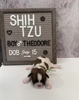 Theodore, a male Shih Tzu for sale in New York Mills, MN – Photo 4 of 7