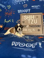 Theodore, a male Shih Tzu for sale in New York Mills, MN – Photo 2 of 7