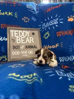 Animal, a male Bichon Frise and Shih Tzu for sale in New York Mills, MN – Photo 4 of 8