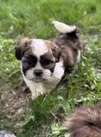 Animal, a male Bichon Frise and Shih Tzu for sale in New York Mills, MN – Photo 1 of 8