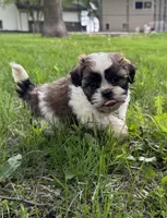 Animal, a male Bichon Frise and Shih Tzu for sale in New York Mills, MN – Photo 2 of 8