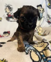 Marcie, a female Bichon Frise and Shih Tzu for sale in New York Mills, MN – Photo 2 of 6