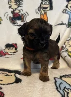 Marcie, a female Bichon Frise and Shih Tzu for sale in New York Mills, MN – Photo 1 of 6