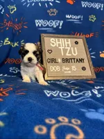 Brittany, a female Shih Tzu for sale in New York Mills, MN – Photo 1 of 7