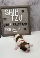 Brittany, a female Shih Tzu for sale in New York Mills, MN – Photo 4 of 7