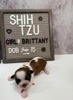 Brittany, a female Shih Tzu for sale in New York Mills, MN – Photo 3 of 7