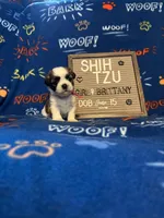 Brittany, a female Shih Tzu for sale in New York Mills, MN – Photo 2 of 7