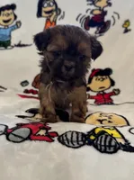 Janeway, a female Bichon Frise and Shih Tzu for sale in New York Mills, MN – Photo 1 of 6