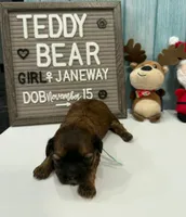 Janeway, a female Bichon Frise and Shih Tzu for sale in New York Mills, MN – Photo 3 of 6