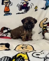 Janeway, a female Bichon Frise and Shih Tzu for sale in New York Mills, MN – Photo 2 of 6