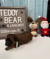 Janeway, a female Bichon Frise and Shih Tzu for sale in New York Mills, MN – Photo 4 of 6