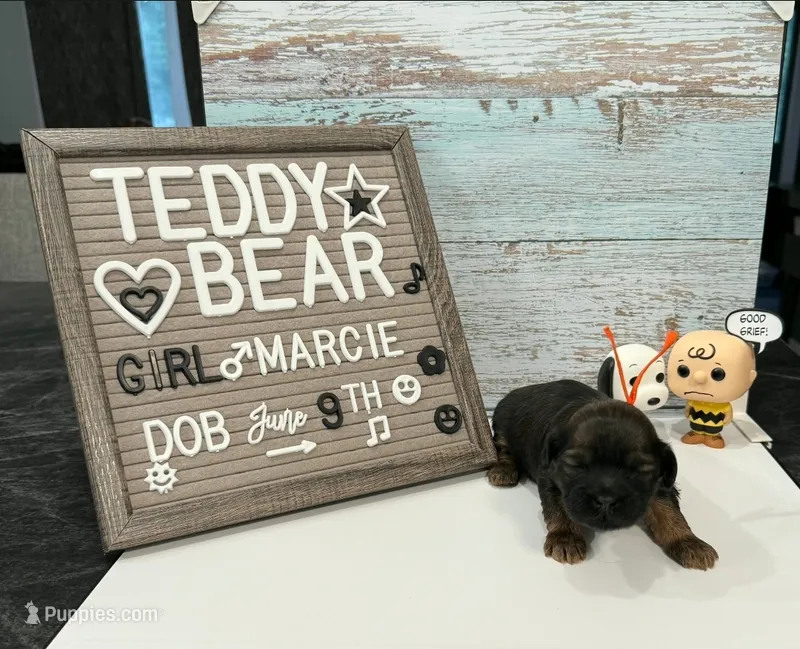 Marcie  – Bichon Frise, Shih Tzu puppy for sale in New York Mills, MN