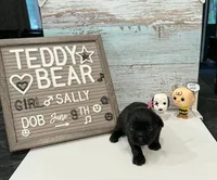 Sally, a female Bichon Frise and Shih Tzu for sale in New York Mills, MN – 2 of 5