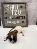 Jeanette, a female Shih Tzu for sale in New York Mills, MN – Photo 2 of 5