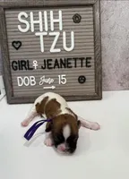 Jeanette, a female Shih Tzu for sale in New York Mills, MN – Photo 1 of 5