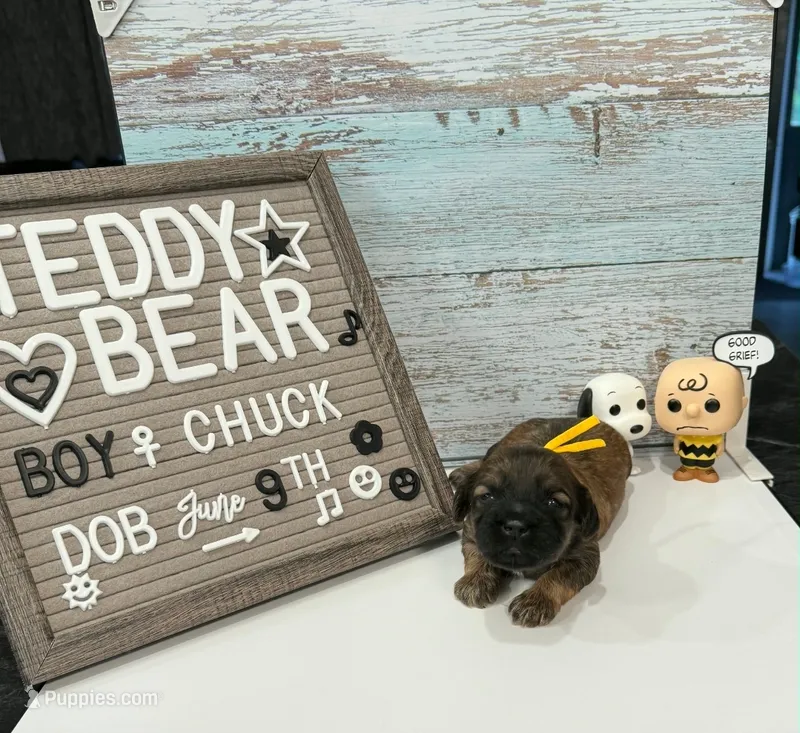 Chuck  – Bichon Frise, Shih Tzu puppy for sale in New York Mills, MN