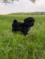 Kermit, a male Bichon Frise and Shih Tzu for sale in New York Mills, MN – Photo 1 of 9