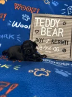 Kermit, a male Bichon Frise and Shih Tzu for sale in New York Mills, MN – Photo 3 of 9