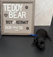 Kermit, a male Bichon Frise and Shih Tzu for sale in New York Mills, MN – Photo 6 of 9