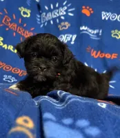 Kermit, a male Bichon Frise and Shih Tzu for sale in New York Mills, MN – Photo 4 of 9