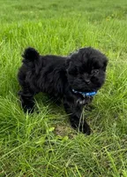 Kermit, a male Bichon Frise and Shih Tzu for sale in New York Mills, MN – Photo 2 of 9