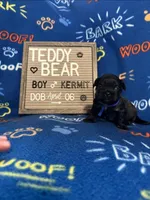 Kermit, a male Bichon Frise and Shih Tzu for sale in New York Mills, MN – Photo 5 of 9