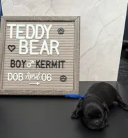 Kermit, a male Bichon Frise and Shih Tzu for sale in New York Mills, MN – Photo 7 of 9