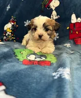 Uhura, a female Bichon Frise and Shih Tzu for sale in New York Mills, MN – Photo 1 of 6