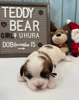 Uhura, a female Bichon Frise and Shih Tzu for sale in New York Mills, MN – Photo 3 of 6