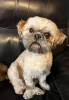 Uhura, a female Bichon Frise and Shih Tzu for sale in New York Mills, MN – Photo 6 of 6