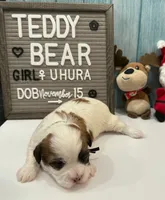 Uhura, a female Bichon Frise and Shih Tzu for sale in New York Mills, MN – Photo 4 of 6