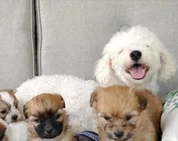 Uhura, a female Bichon Frise and Shih Tzu for sale in New York Mills, MN – Photo 5 of 6