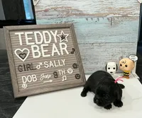 Sally, a female Bichon Frise and Shih Tzu for sale in New York Mills, MN – 3 of 5