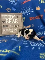 Miss Piggy, a female Bichon Frise and Shih Tzu for sale in New York Mills, MN – Photo 3 of 7