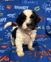 Miss Piggy, a female Bichon Frise and Shih Tzu for sale in New York Mills, MN – Photo 1 of 7