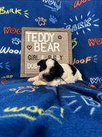 Miss Piggy, a female Bichon Frise and Shih Tzu for sale in New York Mills, MN – Photo 2 of 7