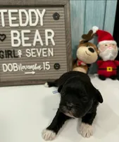 Seven, a female Bichon Frise and Shih Tzu for sale in New York Mills, MN – Photo 3 of 6