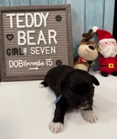 Seven, a female Bichon Frise and Shih Tzu for sale in New York Mills, MN – Photo 4 of 6