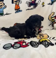 Seven, a female Bichon Frise and Shih Tzu for sale in New York Mills, MN – Photo 1 of 6