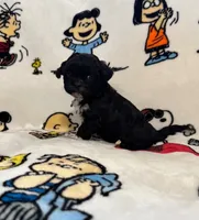 Seven, a female Bichon Frise and Shih Tzu for sale in New York Mills, MN – Photo 2 of 6