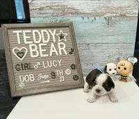 Lucy, a female Bichon Frise and Shih Tzu for sale in New York Mills, MN – 3 of 5